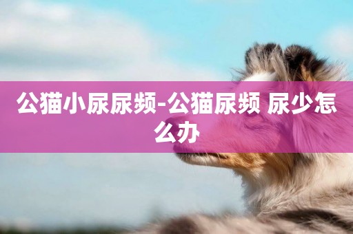 公貓小尿尿頻-公貓尿頻 尿少怎么辦