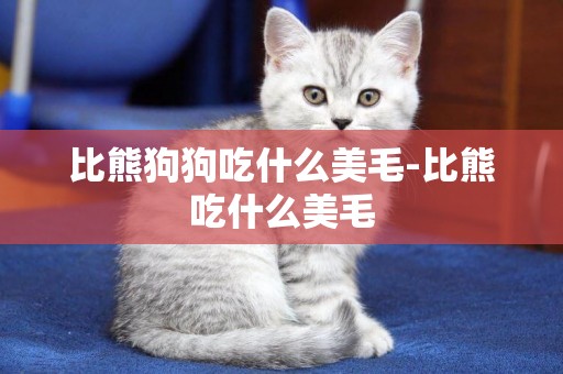 比熊狗狗吃什么美毛-比熊吃什么美毛