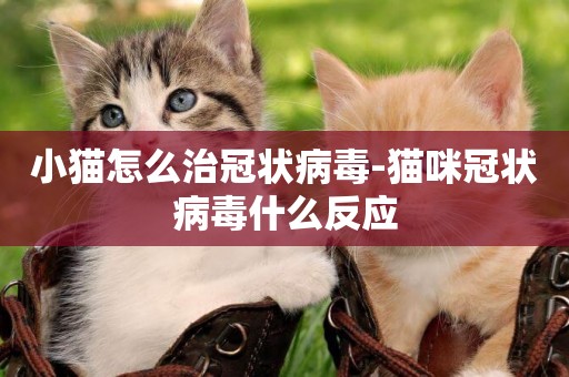 小貓怎么治冠狀病毒-貓咪冠狀病毒什么反應