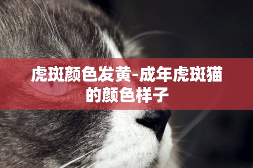 虎斑顏色發黃-成年虎斑貓的顏色樣子