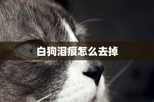 白狗淚痕怎么去掉
