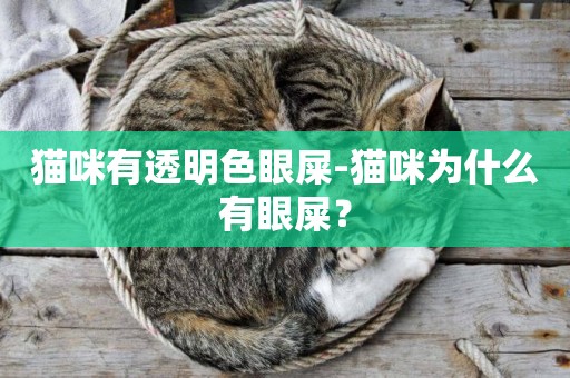 貓咪有透明色眼屎-貓咪為什么有眼屎？