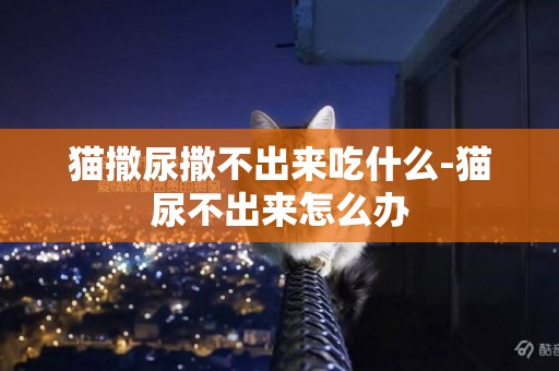 貓撒尿撒不出來吃什么-貓尿不出來怎么辦