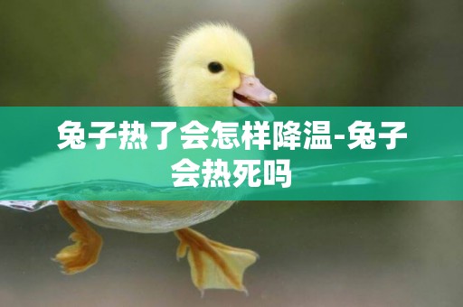 兔子熱了會怎樣降溫-兔子會熱死嗎