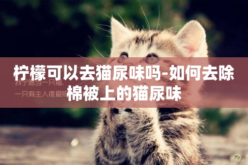 檸檬可以去貓尿味嗎-如何去除棉被上的貓尿味