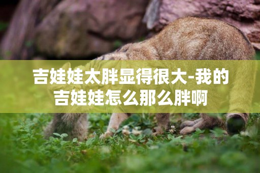 吉娃娃太胖顯得很大-我的吉娃娃怎么那么胖啊