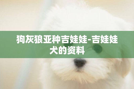 狗灰狼亞種吉娃娃-吉娃娃犬的資料