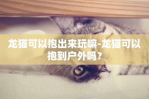 龍貓可以抱出來玩嘛-龍貓可以抱到戶外嗎？