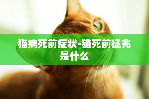 貓病死前癥狀-貓死前征兆是什么