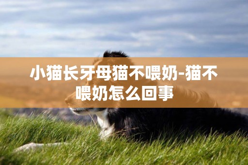 小貓長牙母貓不喂奶-貓不喂奶怎么回事