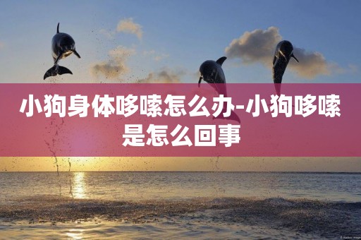 小狗身體哆嗦怎么辦-小狗哆嗦是怎么回事