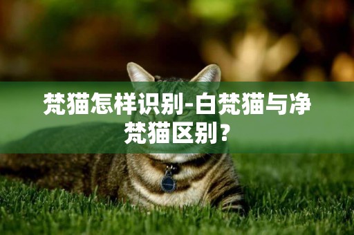 梵貓怎樣識別-白梵貓與凈梵貓區別？