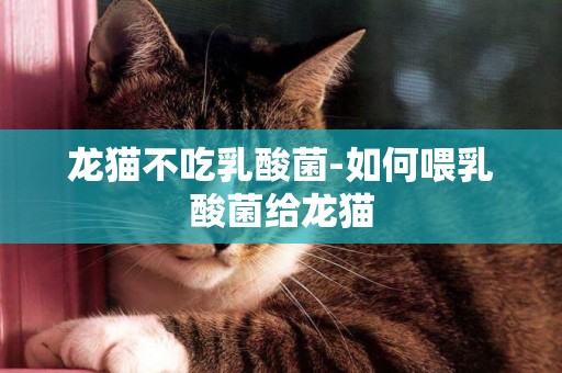龍貓不吃乳酸菌-如何喂乳酸菌給龍貓