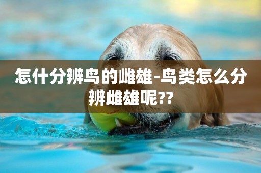 怎什分辨鳥的雌雄-鳥類怎么分辨雌雄呢??