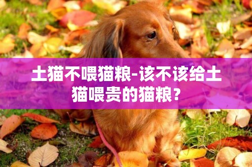 土貓不喂貓糧-該不該給土貓喂貴的貓糧？