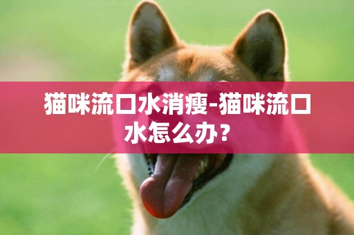 貓咪流口水消瘦-貓咪流口水怎么辦？