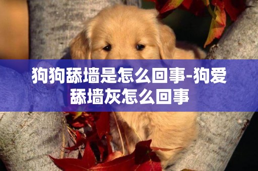 狗狗舔墻是怎么回事-狗愛舔墻灰怎么回事