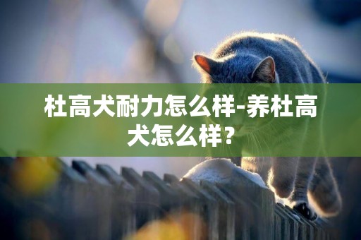 杜高犬耐力怎么樣-養杜高犬怎么樣？