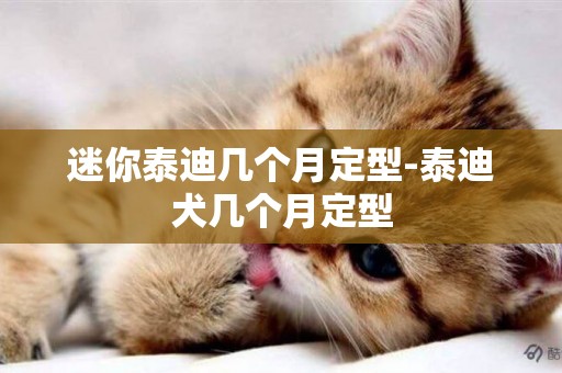 迷你泰迪幾個月定型-泰迪犬幾個月定型