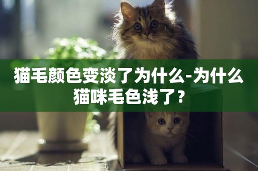 貓毛顏色變淡了為什么-為什么貓咪毛色淺了？