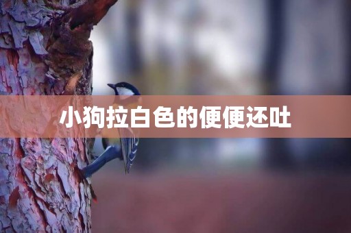 小狗拉白色的便便還吐