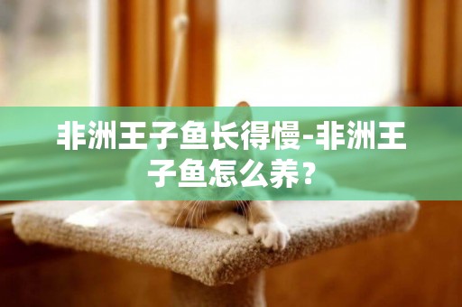非洲王子魚長得慢-非洲王子魚怎么養？