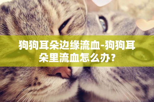狗狗耳朵邊緣流血-狗狗耳朵里流血怎么辦？