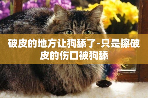 破皮的地方讓狗舔了-只是擦破皮的傷口被狗舔