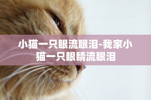 小貓一只眼流眼淚-我家小貓一只眼睛流眼淚