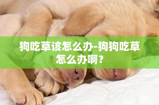 狗吃草該怎么辦-狗狗吃草怎么辦啊？