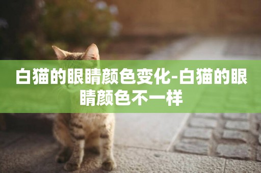 白貓的眼睛顏色變化-白貓的眼睛顏色不一樣