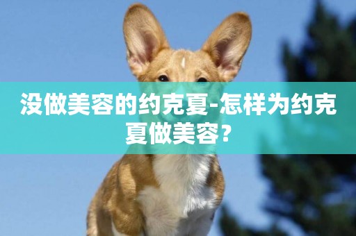 沒做美容的約克夏-怎樣為約克夏做美容？