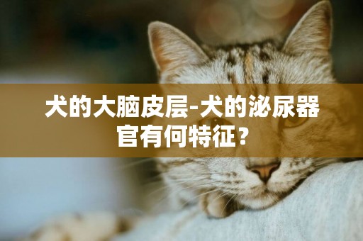 犬的大腦皮層-犬的泌尿器官有何特征？