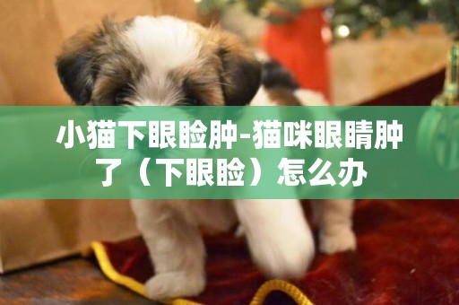 小貓下眼瞼腫-貓咪眼睛腫了（下眼瞼）怎么辦