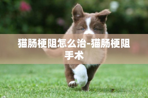貓腸梗阻怎么治-貓腸梗阻手術