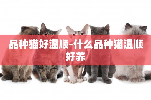 品種貓好溫順-什么品種貓溫順好養