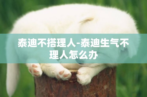 泰迪不搭理人-泰迪生氣不理人怎么辦