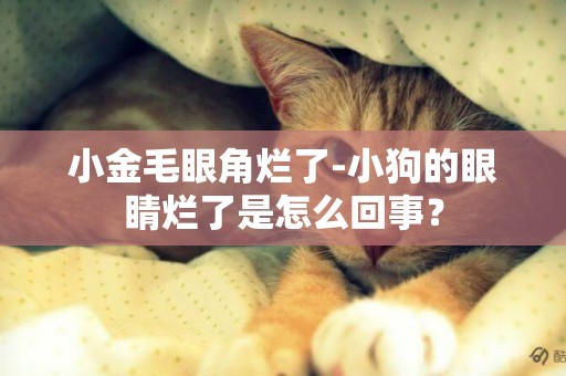 小金毛眼角爛了-小狗的眼睛爛了是怎么回事？