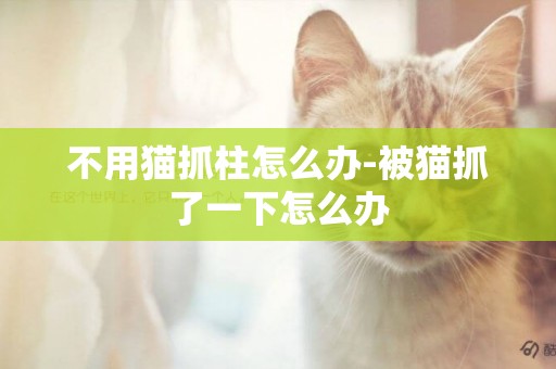 不用貓抓柱怎么辦-被貓抓了一下怎么辦