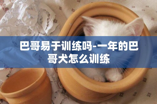 巴哥易于訓練嗎-一年的巴哥犬怎么訓練