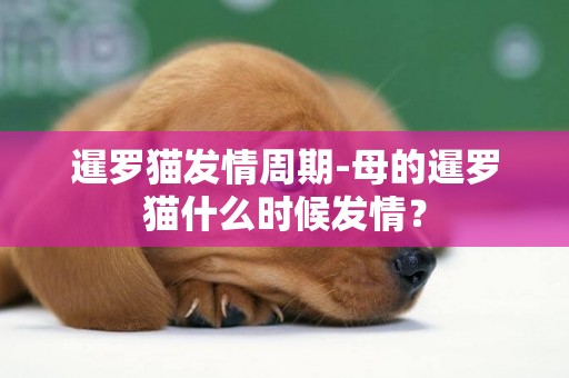 暹羅貓發情周期-母的暹羅貓什么時候發情？