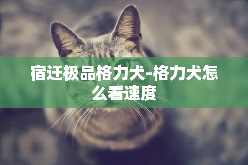 宿遷極品格力犬-格力犬怎么看速度