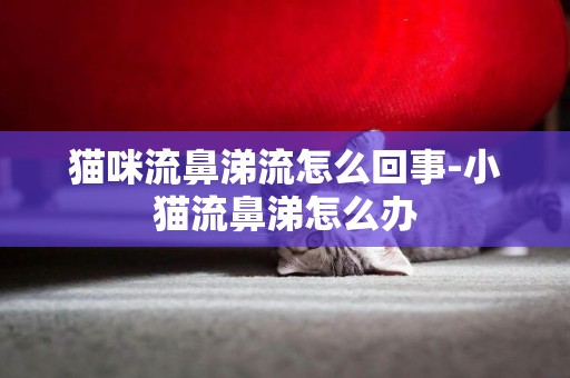 貓咪流鼻涕流怎么回事-小貓流鼻涕怎么辦