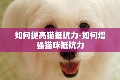 如何提高貓抵抗力-如何增強貓咪抵抗力