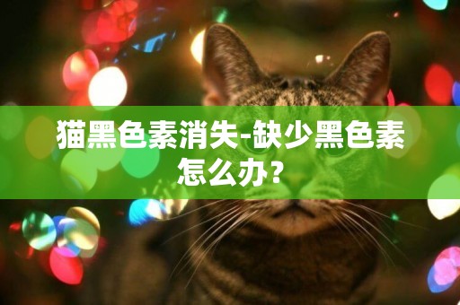 貓黑色素消失-缺少黑色素怎么辦？