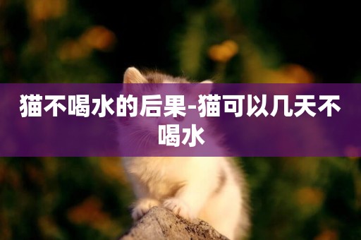 貓不喝水的后果-貓可以幾天不喝水