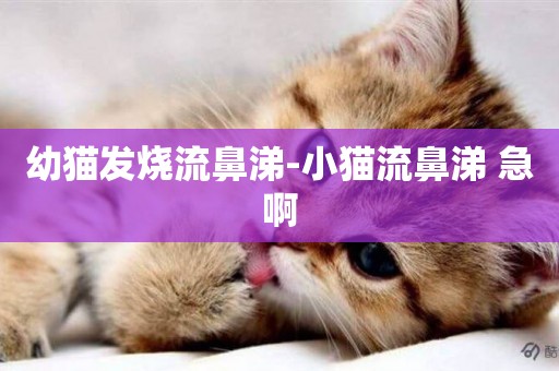 幼貓發燒流鼻涕-小貓流鼻涕 急啊