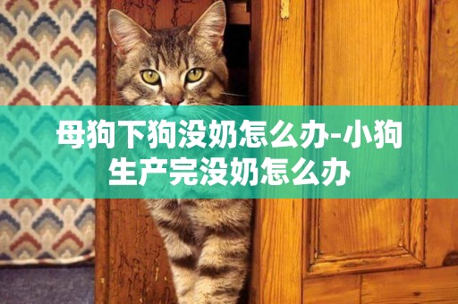 母狗下狗沒奶怎么辦-小狗生產完沒奶怎么辦