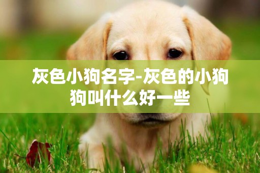 灰色小狗名字-灰色的小狗狗叫什么好一些
