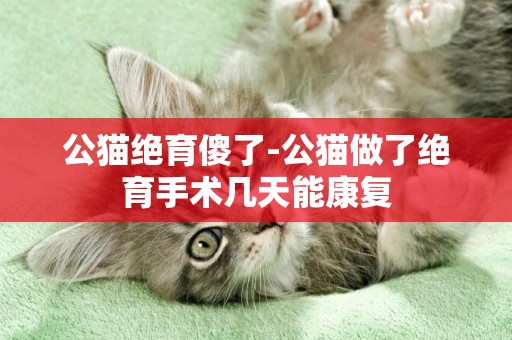 公貓絕育傻了-公貓做了絕育手術幾天能康復